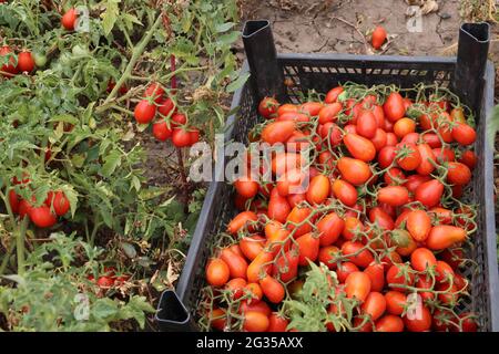 Raccolta di pomodori ciliegini. I pomodori ciliegini sono in una scatola di plastica Foto Stock