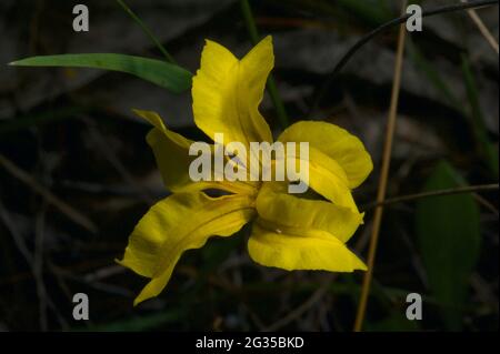 Hop Goodenia (Goodenia ovata) è probabilmente il fiore selvatico più comune in Australia Meridionale, fiorendo tutto l'anno, con graziosi fiori gialli. Foto Stock