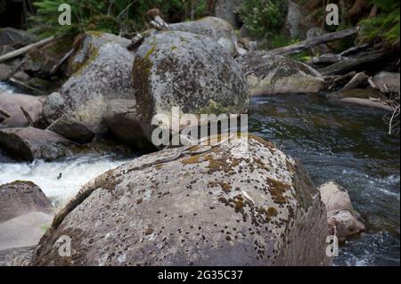 Incredibile chi si incontra in una passeggiata nel bush - questo bel serpente della tigre (Notechis scutatus) stava crogiolando su una roccia nel fiume Taggerty, vicino alle cascate Keppels. Foto Stock