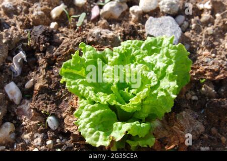 Pianta di lattuga sul terreno a Giardino Foto Stock