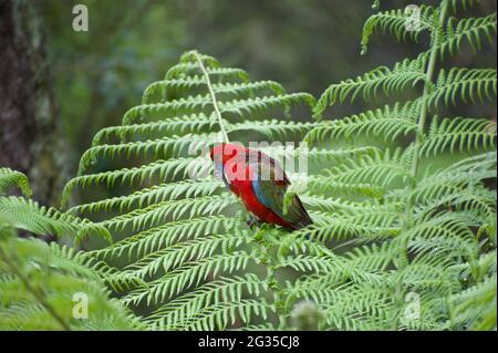 Un giovane Crimson Rosella (Platycercus elegans) si trova in una felce di albero mentre mangia un seme che ha trovato. Quasi un adulto, con solo un po 'verde a sinistra. Foto Stock
