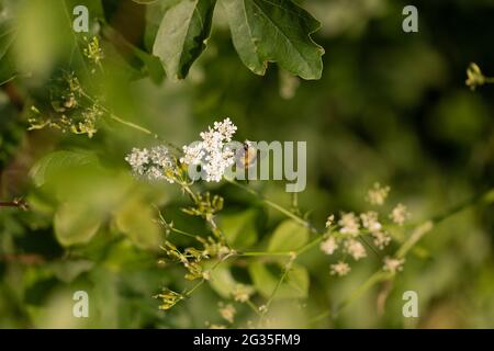 Prime Bumblebee (Bombus pratorum) su Sweet Cicely (Myrhis odorata), Suffolk Foto Stock