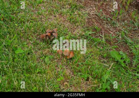 Funghi selvatici sull'erba all'ombra Foto Stock