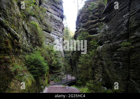 Svezia buche, Svizzera sassone, Germania Foto Stock