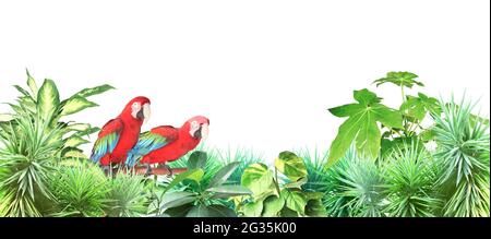 Due pappagalli di Ara (Scarlet Macaw) siedono su un ramo tra foglie tropicali. Confine esotico con piante di giungla e Ara macao. Spazio di copia per il testo. ISO Foto Stock