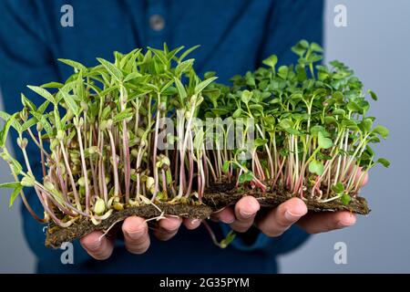 Tenere il microsverde nelle mani. Mash e arugula germogli. Germogli germogliati. Giardinaggio urbano. Cibo vegano biologico. Vitamine utili. Crescere a casa. Lascia Foto Stock