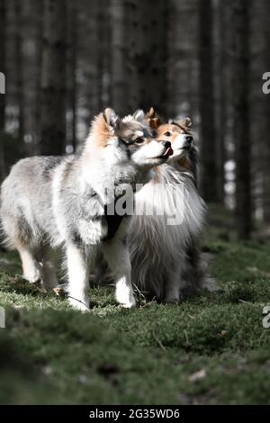 Ritratto di un giovane cucciolo finlandese Lapphund e di un Sheltie Shetland Shepdog nella foresta Foto Stock