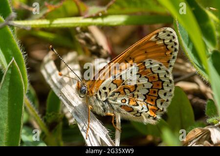 Glanville fritillary Butterfly (Melitaea cinxia), Regno Unito Foto Stock