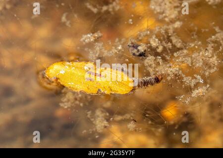 Larva di Caddisfly (Trichoptera sp.) in un laghetto usando materiale vegetale come un caso, UK Foto Stock