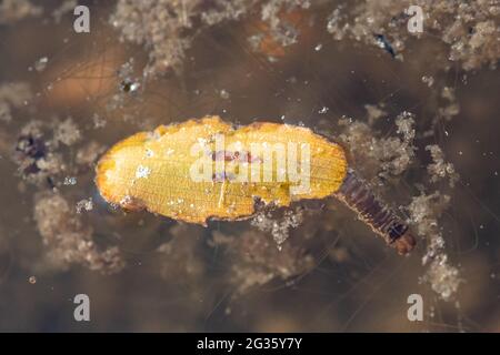 Larva di Caddisfly (Trichoptera sp.) in un laghetto usando materiale vegetale come un caso, UK Foto Stock