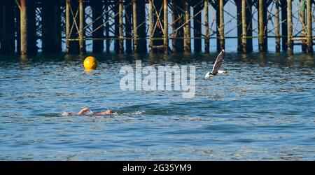 Brighton UK 14 giugno 2021 - UN gabbiano con una cattura di mattina presto nel suo becco vola su un nuotatore su un'altra bella mattina calda e soleggiata a Brighton come il caldo è previsto per continuare nel Sud Est : Credit Simon Dack / Alamy Live News Foto Stock