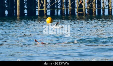 Brighton UK 14 giugno 2021 - UN gabbiano con una cattura di mattina presto nel suo becco vola su un nuotatore su un'altra bella mattina calda e soleggiata a Brighton come il caldo è previsto per continuare nel Sud Est : Credit Simon Dack / Alamy Live News Foto Stock