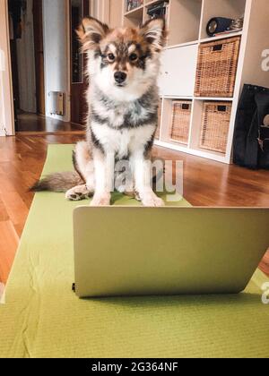 Foto di un giovane cucciolo finlandese Lapphund che fa esercizio Foto Stock