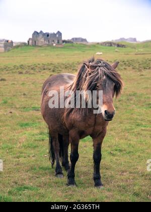 Cavallo islandese sul prato Foto Stock