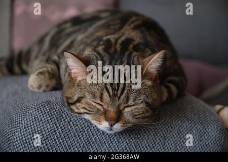 british shorthair marmo colorato gatto dorme da vicino Foto Stock
