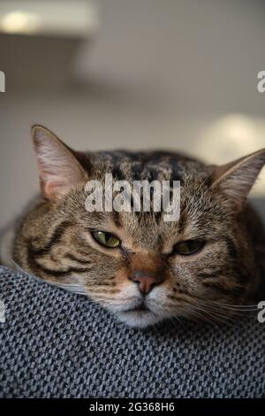 british shorthair marmo colorato gatto dorme da vicino Foto Stock