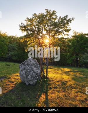 Bella foresta in primavera con un luminoso sole che splende attraverso gli alberi Foto Stock