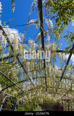 Glicine bianche che pendono sul trellis in giardino a Dorset, Regno Unito nel mese di giugno Foto Stock