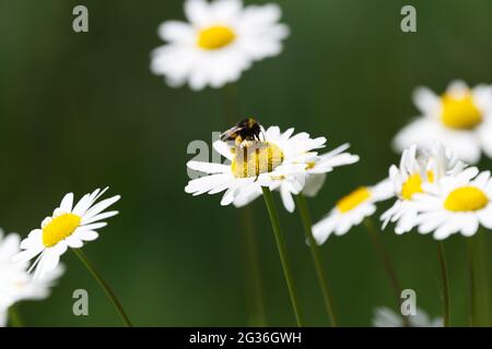 ape su margherita gigante in campo Foto Stock