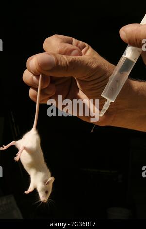 Topo fantasia (Mus musculus), topo albino, test animale Foto Stock