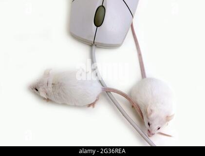 Mouse fantasia (Mus musculus), mouse albini e mouse per computer Foto Stock