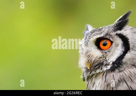 gufo bianco sud (Ptilopsis granti), maschio, ritratto Foto Stock