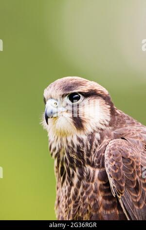 lanner Falcon (Falco biarmicus), ritratto Foto Stock