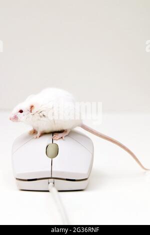 Mouse fantasia (Mus musculus), mouse albino e mouse per computer Foto Stock