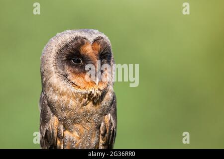 Sao Tome Barbagianni (Tyto thomensis, Tyto alba thomensis), ritratto Foto Stock