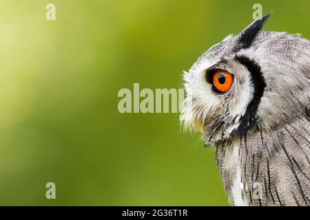 gufo bianco sud (Ptilopsis granti), maschio, ritratto Foto Stock