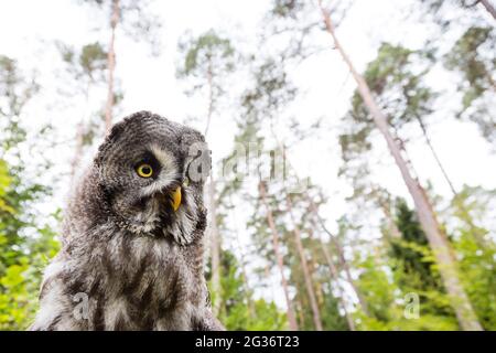 Grande gufo grigio (Strix nebulosa), ritratto in foresta Foto Stock