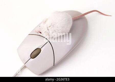 Mouse fantasia (Mus musculus), mouse albino e mouse per computer Foto Stock