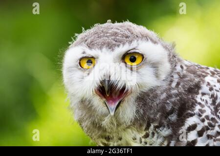 Civetta innevata (Strix scandiaca, Nyctea scandiaca, Bubo scandiacus), ritratto di un giovane Foto Stock