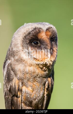 Sao Tome Barbagianni (Tyto thomensis, Tyto alba thomensis), ritratto Foto Stock