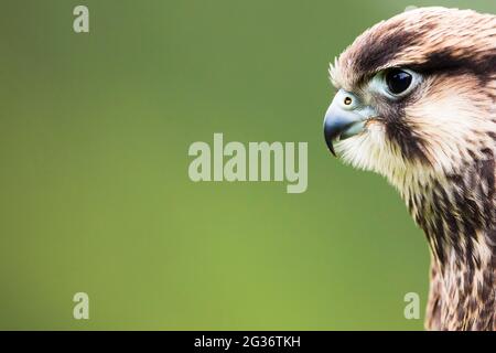 lanner Falcon (Falco biarmicus), ritratto Foto Stock