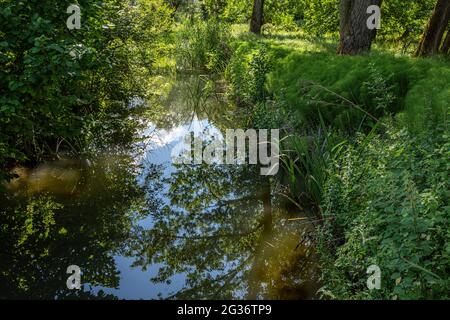 fiume lento che scorre tra la lussureggiante vegetazione verde in una calda giornata di primavera. Abruzzo, Italia, Europa Foto Stock