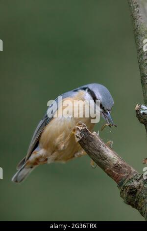 Nuthatch eurasiatico (Sitta europaea), con insetto catturato, Germania, Nord Reno-Westfalia Foto Stock