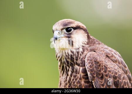 lanner Falcon (Falco biarmicus), ritratto Foto Stock