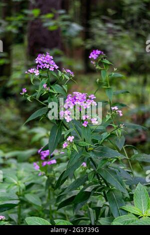 Profumati fiori viola di mattiola bicornata in natura naturale. Foto Stock