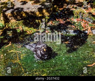 Adulto maschio Blackbird (Turdus merula) bagno in ruscello in un giardino di campagna inglese. Foto Stock