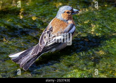 Chaffinch maschio adulto (coelebs Fringilla) in piedi in ruscello in un giardino di campagna inglese. Foto Stock