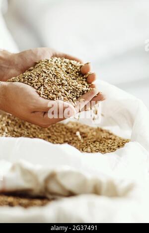 Primo piano delle mani del maestro birrificio con orzo. Il dipendente ispeziona i semi presso la fabbrica di birra Foto Stock