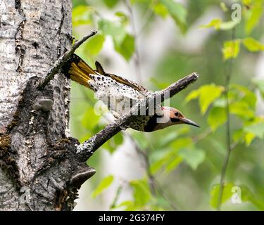 Northern Flicker maschio uccello vista ravvicinata appollaiato su un ramo nel suo ambiente e habitat circostante durante la stagione degli uccelli accoppiamento con verde sfocato retro Foto Stock