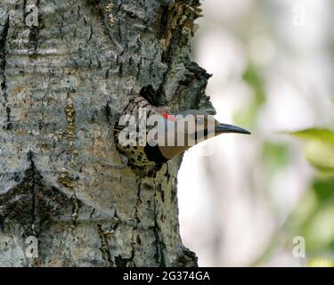 Northern Flicker bird head ha girato da vicino nella sua cavità di ingresso, nel suo ambiente e habitat circostante durante l'accoppiamento di stagione degli uccelli. Foto Stock