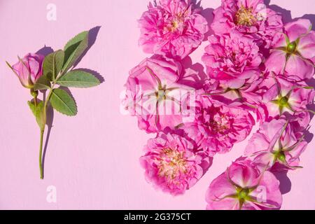 Fiori rosa rosa rosa e boccioli colorati su sfondo rosa pastello. Disposizione piatta. Vista dall'alto. Foto Stock