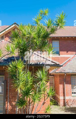 Un albero grande e maturo del drago del Madagascar (Dracaena marginata) o arbusto a Sydney, nuovo Galles del Sud, Australia Foto Stock