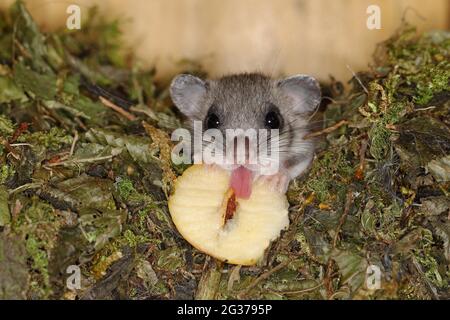 Dormouse commestibile (Glis glis) nel suo nido, mangiando una Siegerland di mela, Renania del Nord-Westfalia, Germania Foto Stock