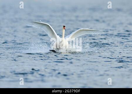 Cigno muto (Cygnus olor), atterraggio sul fiume Donau, Palatinato superiore, Baviera, Germania Foto Stock