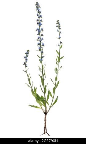 Viper's bugloss (Echium vulgare) su terreno bianco, studio fotografico, Germania Foto Stock