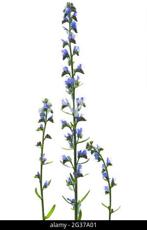 Viper's bugloss (Echium vulgare) su terreno bianco, studio fotografico, Germania Foto Stock